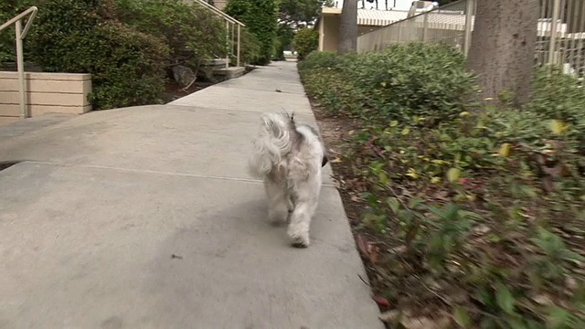 (HD1080I)散步的小狗:狗的POV /观点视频素材
