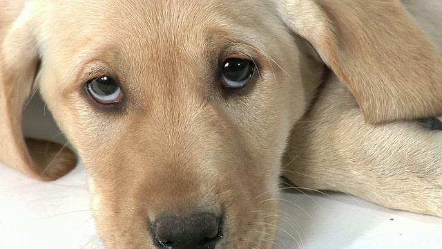 小狗的眼睛视频素材
