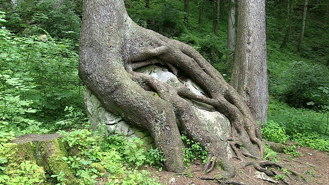 树根和岩石的MS视图/ Hohenschwangau，巴伐利亚，德国视频下载