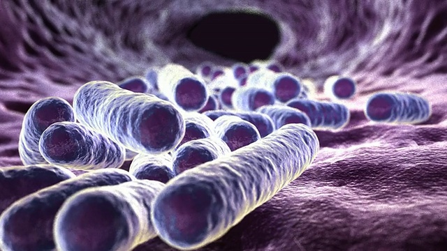 大肠杆菌在肠道中繁殖的大肠杆菌视频下载