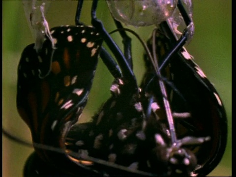 BCU黑脉金斑蝶出茧，美国视频下载