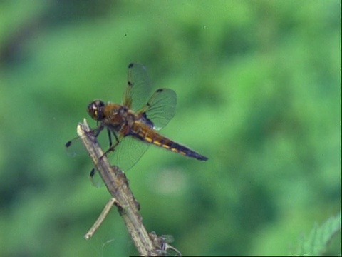 Libellula蜻蜓，MCU蜻蜓着陆然后飞走了视频素材