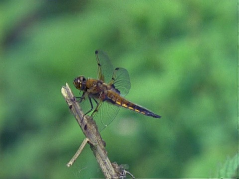 Libellula蜻蜓，漫威宇宙降落在树枝上，飞走又飞回来视频素材