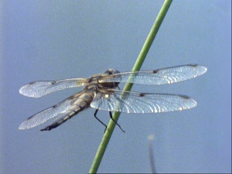 蜻蜓，在芦苇上视频素材