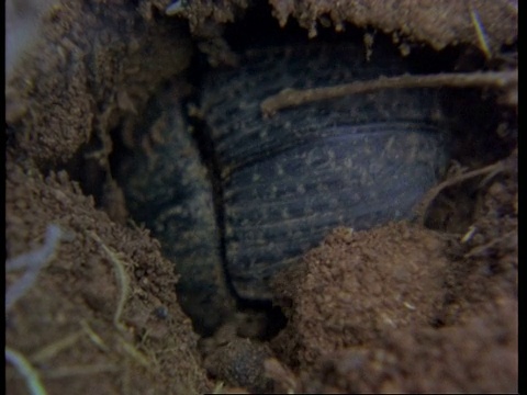BCU蜣螂埋葬粪球，肯尼亚视频下载
