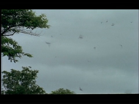 印度纳加拉洞，白蚁群在空中飞行视频下载