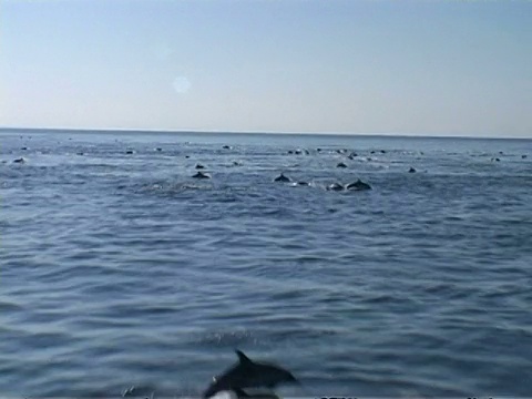南非，西澳航空跟踪大群常见海豚在海洋中游动视频素材