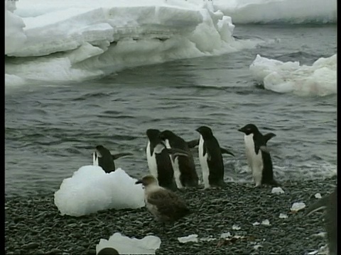阿德利企鹅群蹒跚地走向水中，豹海豹看着，顺序，南极洲视频下载