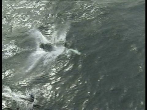 高角度拍摄的珍珠海豚，Lagenorhynchus australis，游泳通过海洋，南极洲视频素材