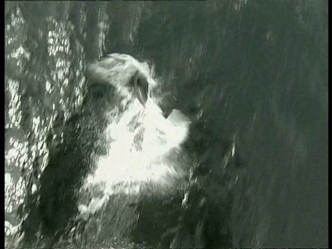 高角度拍摄的珍珠海豚，Lagenorhynchus australis，游泳通过海洋，南极洲视频素材