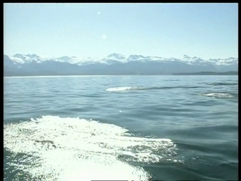 鼠海豚快速游动的顺序，上层视图，北极圈视频下载