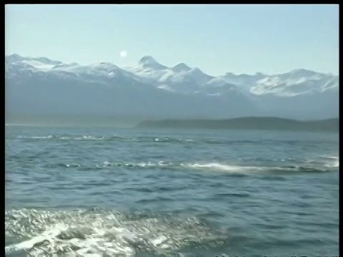 虎鲸，Orcinus逆戟鲸，猎捕鼠海豚，山脉背景，北极圈视频素材