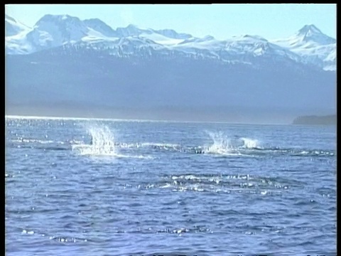 逆戟鲸，捕猎鼠海豚，雪山背景，北极圈视频素材