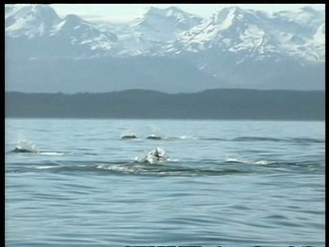 虎鲸，虎鲸，捕猎鼠海豚，白雪覆盖的山脉背景，编辑序列，北极圈视频素材