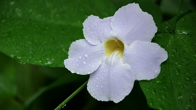 CU蓝色喇叭藤花随风飘扬，雨湿花和叶/夏威夷大岛的honnou视频素材