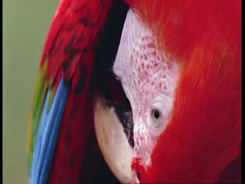 红金刚鹦鹉正在梳理翅膀上的羽毛，南美洲视频素材
