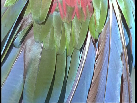 向上倾斜，猩红色金刚鹦鹉的羽毛，南美洲视频素材
