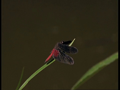 MCU蜻蜓在摇曳的树叶上休息，亚马逊视频素材