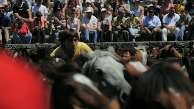 一群马被限制在一个地方，人骑着马视频素材