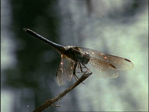 科罗拉多蜻蜓号起飞，另一艘降落在美国视频下载