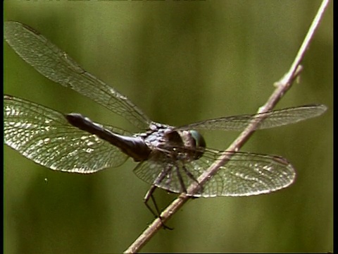 编辑序列，CU蜻蜓在植物茎上休息，美国;序列剪辑，特殊术语适用视频素材