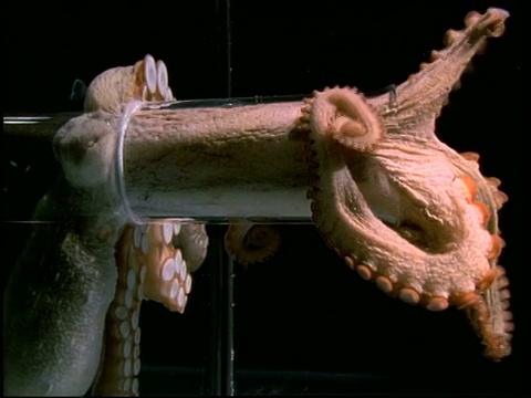 巨型章鱼挤过只有它身体十分之一大小的塑料管，顺序很短视频下载
