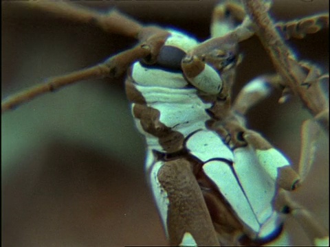 甲壳虫，侧视图，英国视频素材