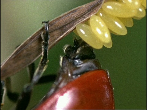 英国瓢虫(7-斑点瓢虫)雌性产卵视频下载