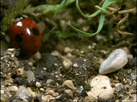 2点瓢虫，在英国的石头地上移动视频素材
