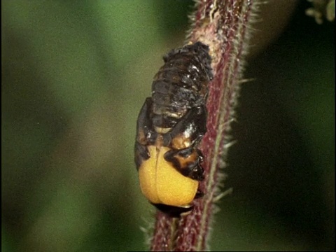 时间间隔瓢虫幼虫(七星瓢虫)从幼虫到蛹到成虫顺序，英国视频下载