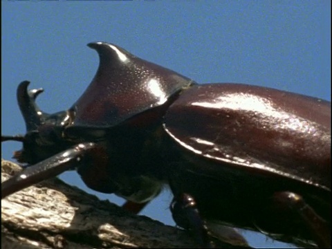 英国，犀牛甲虫，在长着犀牛角的树枝上觅食视频素材