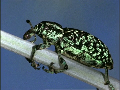 甲虫，CU侧视图，在茎上，英国视频素材