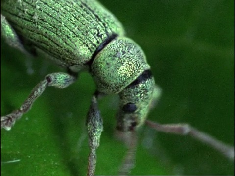 甲壳虫，ECU侧视图，英国视频素材