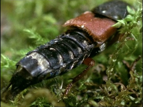 英国梅多，魔鬼的马车马甲虫(Ocypus olens)用长长的腹部将翅膀折回坚硬的翼壳中视频下载