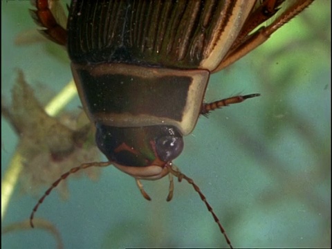 水甲虫，潜水甲虫(Dytiscus marginalis)，倾斜，英国视频素材