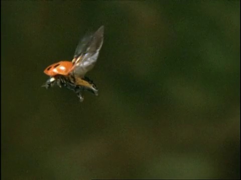 高速瓢虫(七星瓢虫)缓慢飞过，英国视频素材