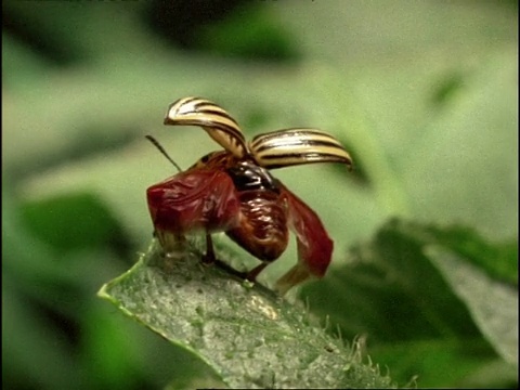 科罗拉多甲虫(Leptinotarsa decemlinata)在马铃薯叶子上，打开翼箱飞走。摄于英国视频素材
