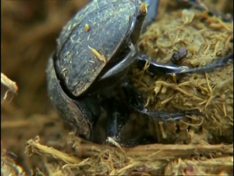 东甲壳虫， CU 埃芬特粪球， 肯尼亚， 非洲视频下载