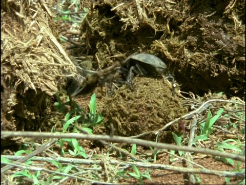 蜣螂(金龟子科大科)为了粪球滚来滚去，顺序，肯尼亚视频下载