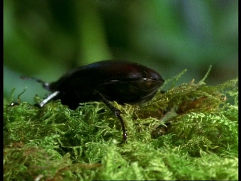 CU雌鹿甲虫(鹿)行走在苔藓，英国视频素材