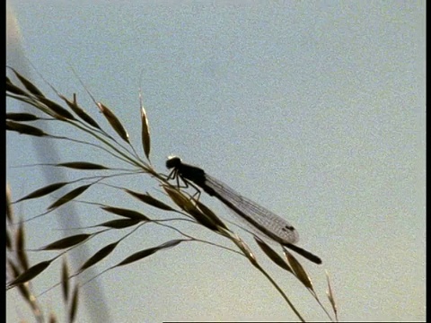 黄昏时分，英国草地上的豆娘剪影飞走视频素材