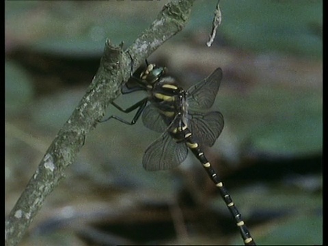 蜻蜓在树枝上，飞离，英国视频素材