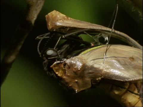 CU Cairns鸟翅蝶(鸟翅目priamus)蛹，澳大利亚视频素材