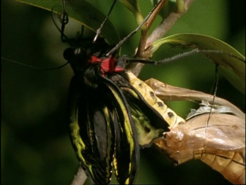 凯恩斯鸟翅蝶(鸟翅目priamus)变态，MS侧视图，蝴蝶从蛹出来视频素材