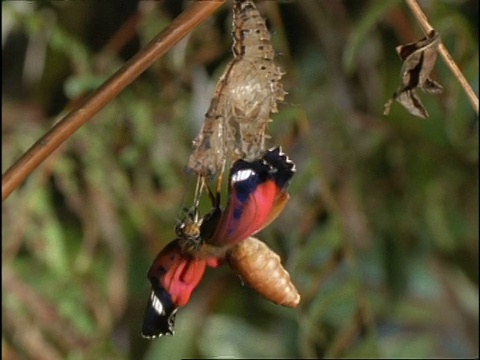 CU蝴蝶从蛹中出来，翅膀皱巴巴的，澳大利亚视频素材