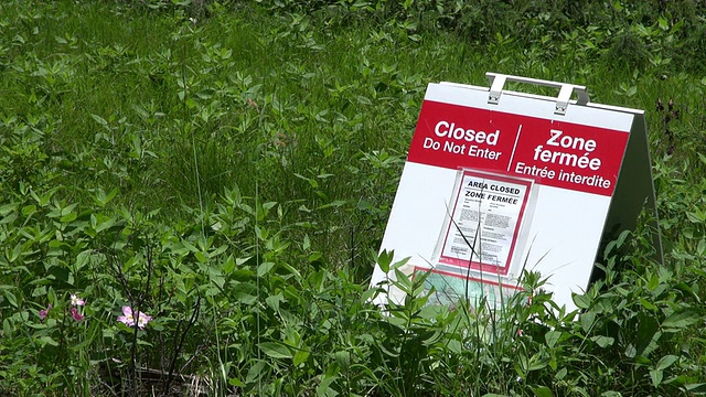 在加拿大亚伯达省的弓河公园路/班夫国家公园，黑熊警告视频素材