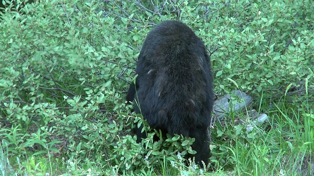 在弓谷/班夫国家公园，加拿大亚伯达省的黑熊视频素材