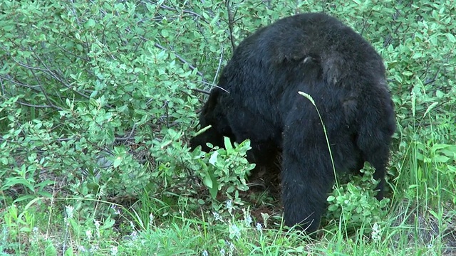 在弓谷/班夫国家公园，加拿大亚伯达省的黑熊挖掘视频素材