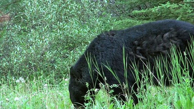 在加拿大亚伯达省的弓谷/班夫国家公园散步的黑熊视频素材