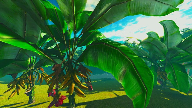 香蕉植物视频下载